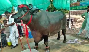Kurukshetra Pashu Mela Viral Buffalo