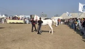 kurukshetra pashu mela viral horse