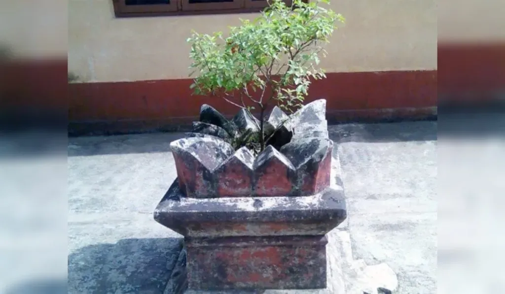 Tulsi Puja Kaise Karte Hai