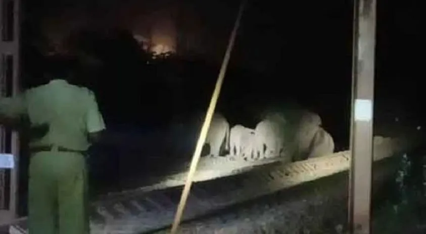 Elephants Disrupts Rail Services