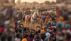 kurukshetra pashu mela viral horse