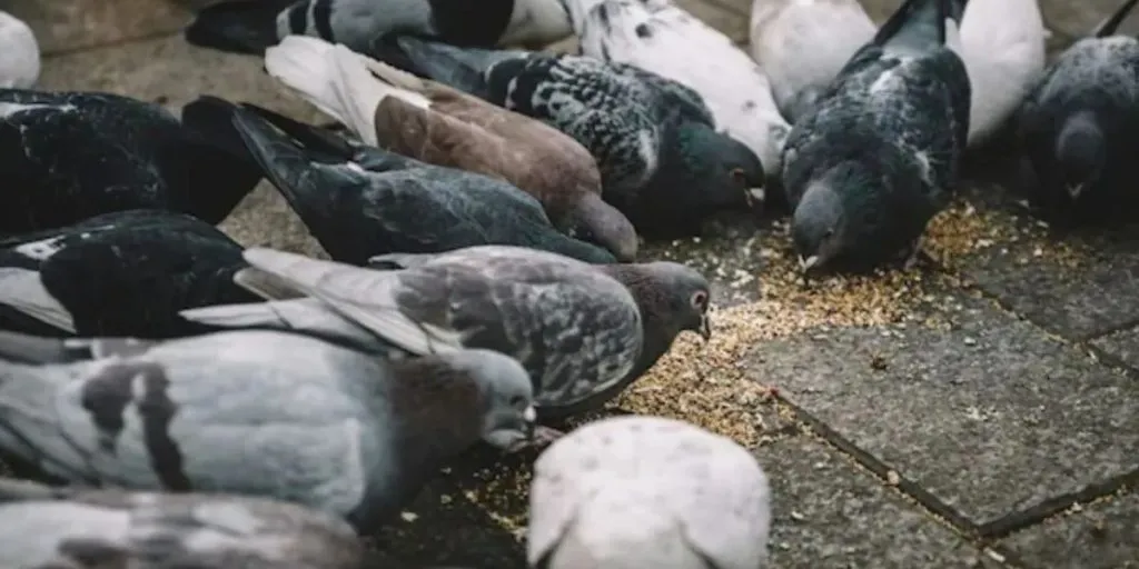 Businessman Fined in Mumbai (credit s-m)