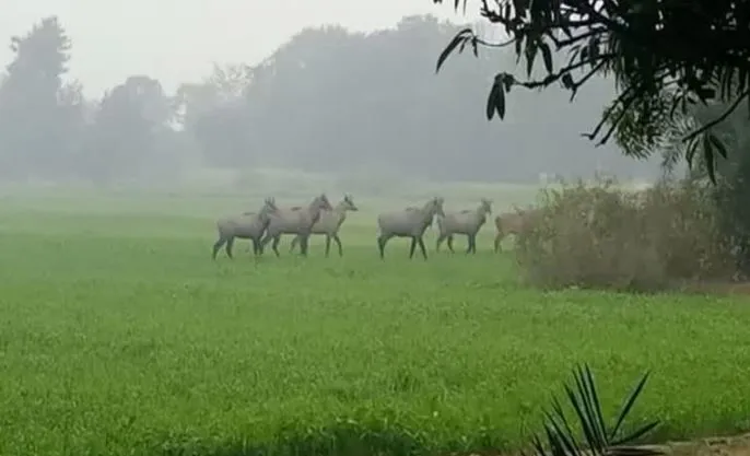 Bihar News
