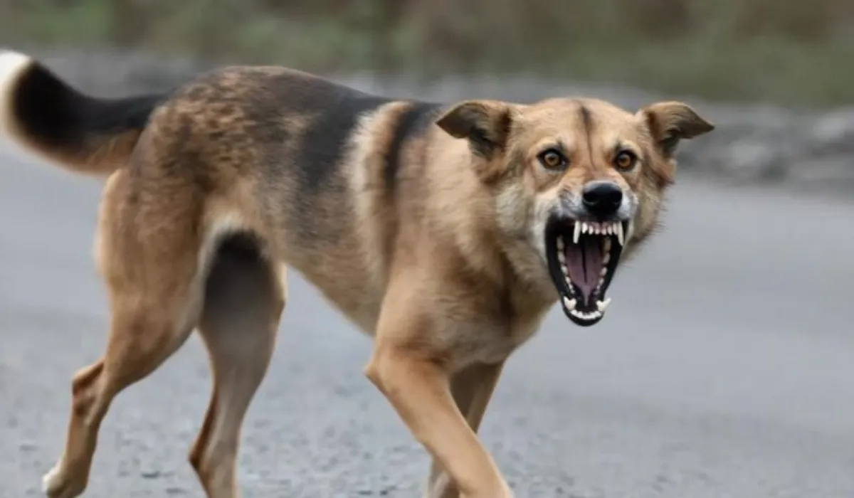 Aligarh Rabies Case