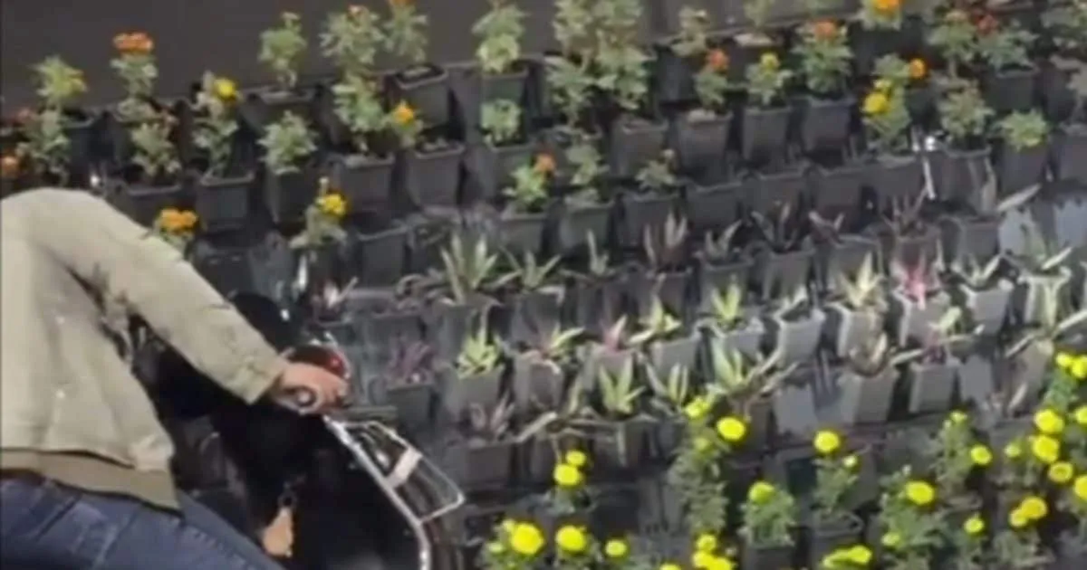 Lucknow Flower Pot Theft