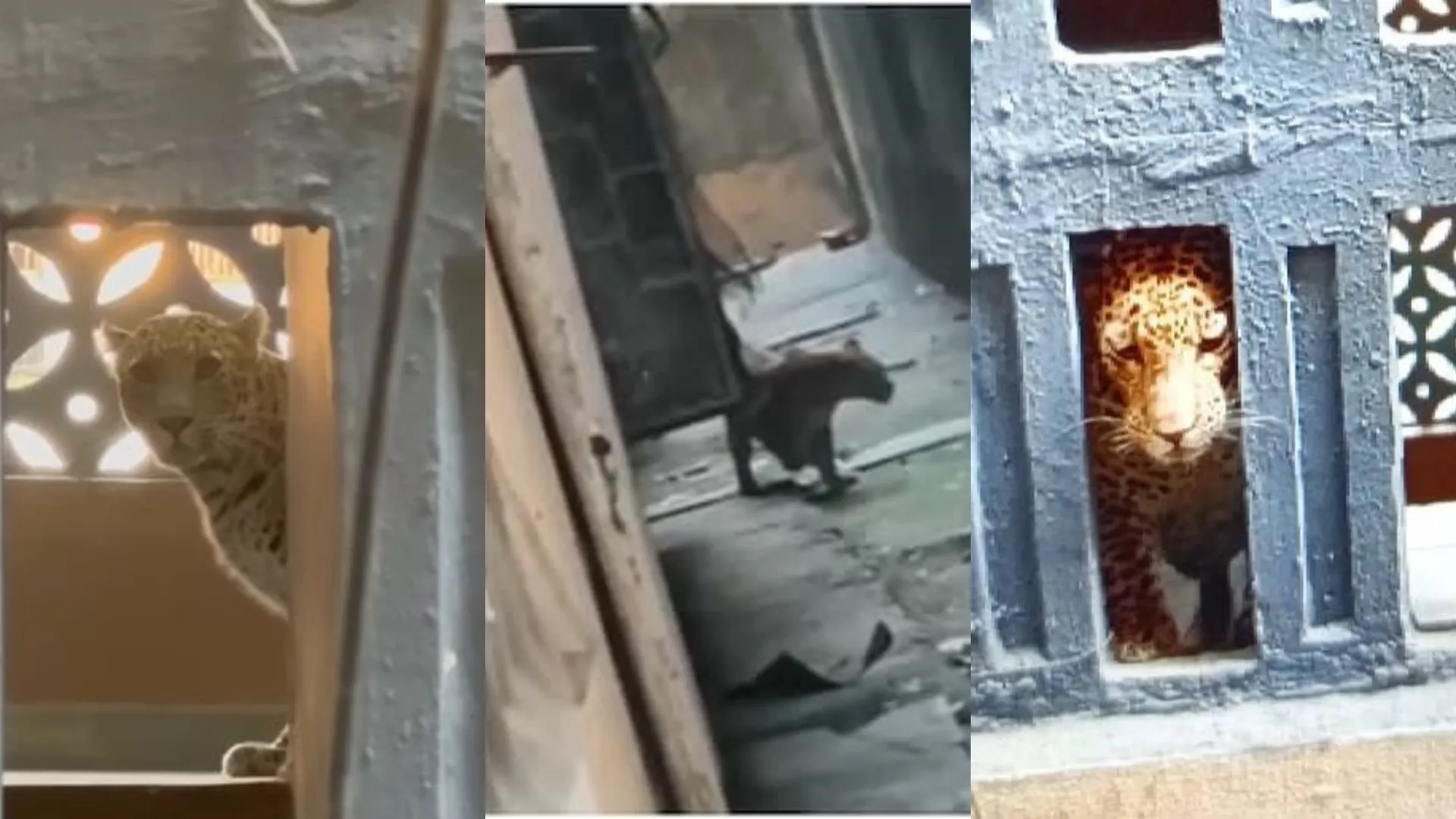 Leopard in Mumbai Flat