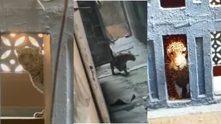 Leopard in Mumbai Flat