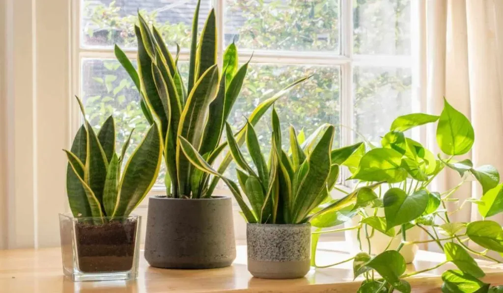 Best Air Purifying Plants for Delhi