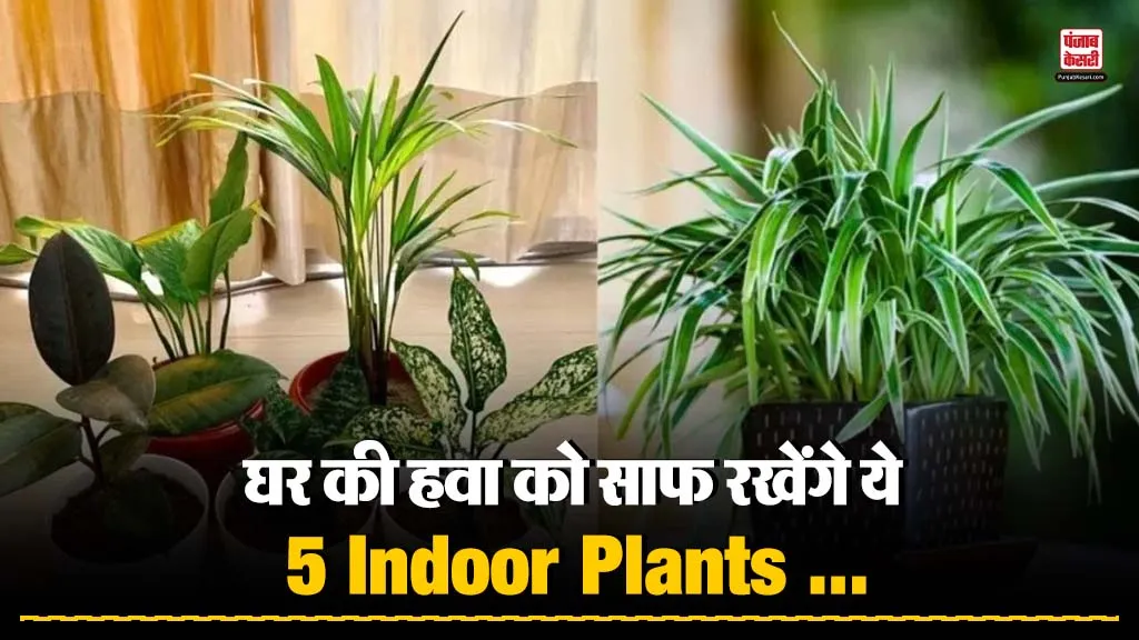 Plants for Air Purifying