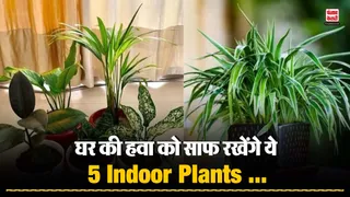 Plants for Air Purifying