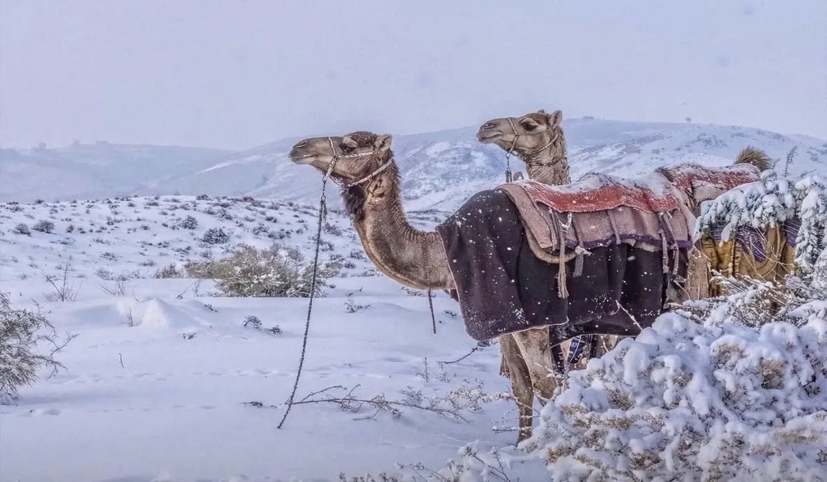 Saudi Arabia Snowfall