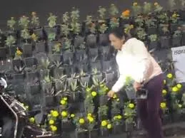 Lucknow Flower Pot Theft