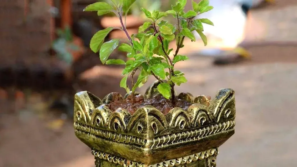Tulsi Puja Kaise Karte Hai