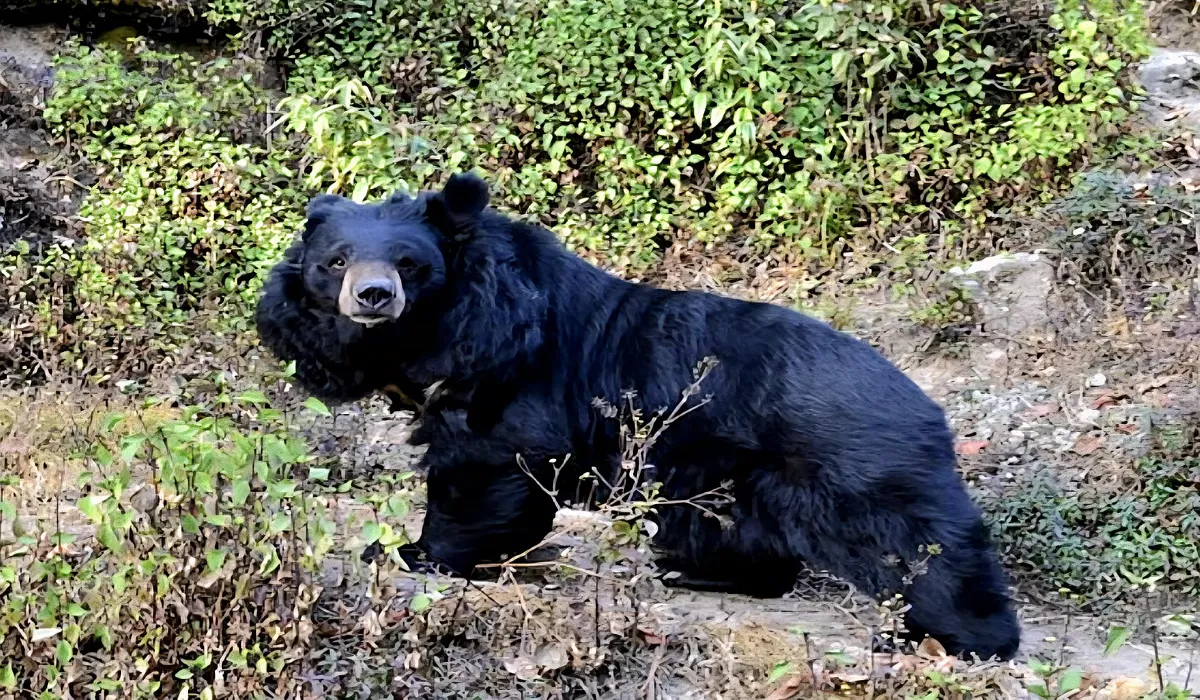 Rudraprayag Bear Attack
