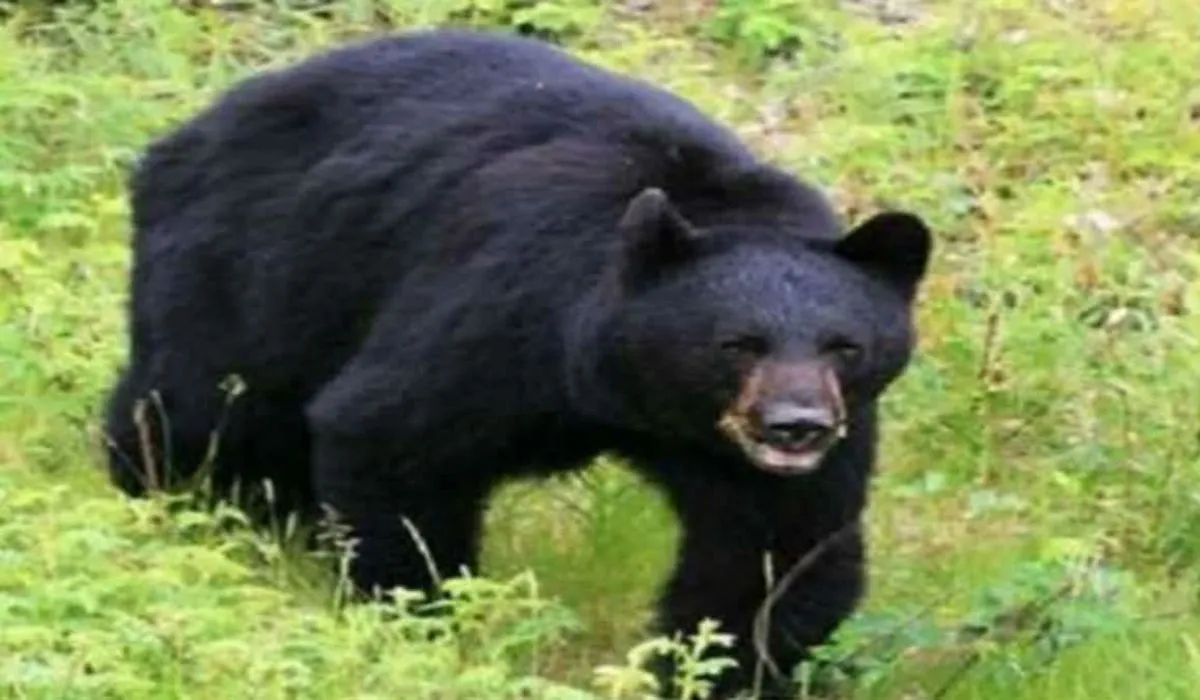 Rudraprayag Bear Attack