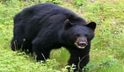Rudraprayag Bear Attack