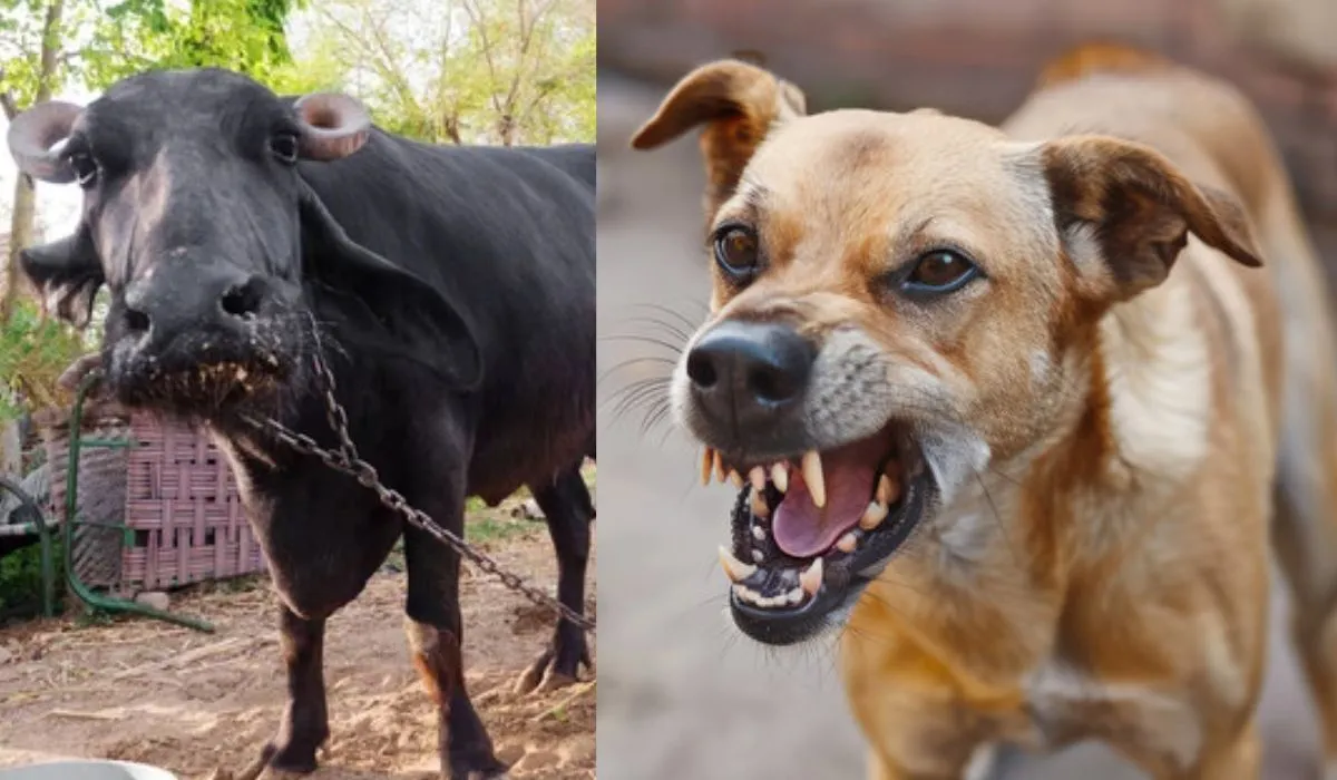 Rabies Rumours In Pipraula Village