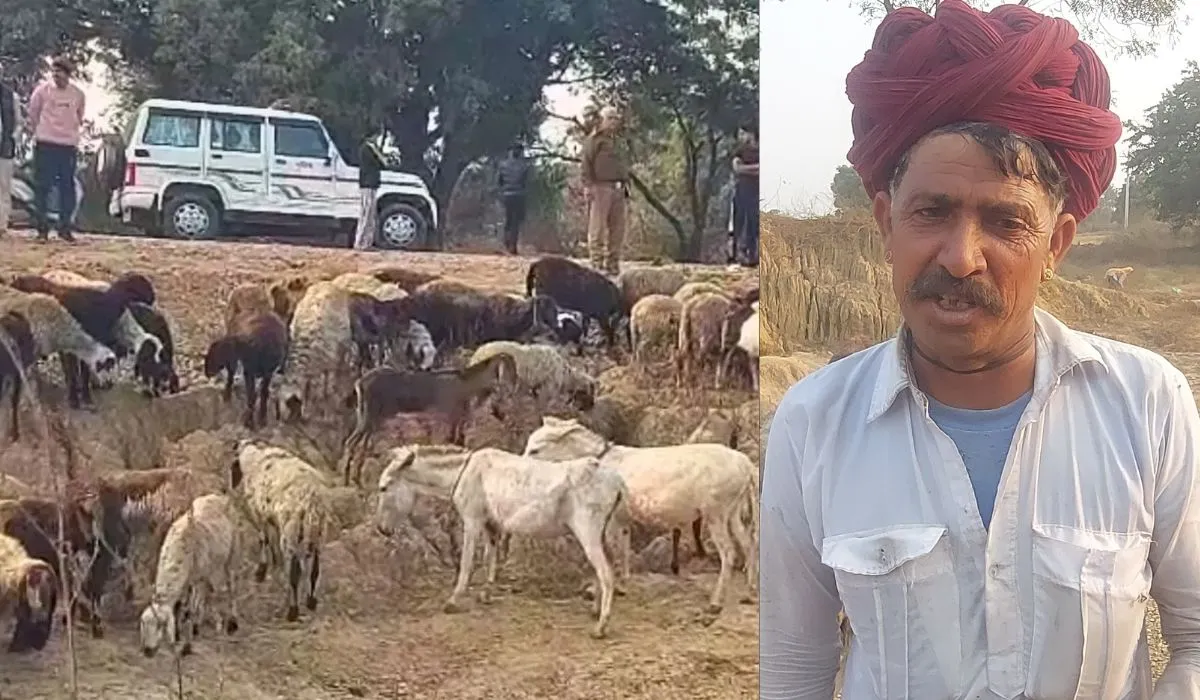 Greater Noida Sheep Death