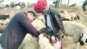 Greater Noida Sheep Death