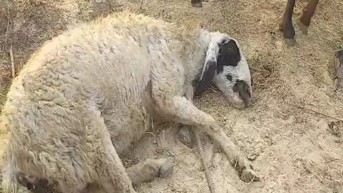 Greater Noida Sheep Death