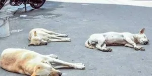Telangana Dogs Killing News