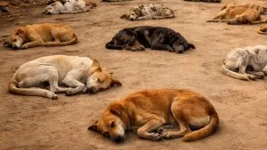 चुनावी वादा पूरा करने के लिए 500 कुत्तों की हत्या, गांव में मचा हड़कंप, कौन है कातिल?