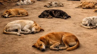 Telangana Dogs Killing News