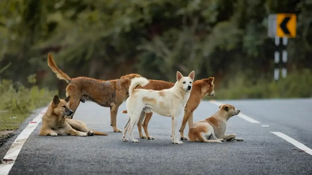 Telangana Dogs Killing News