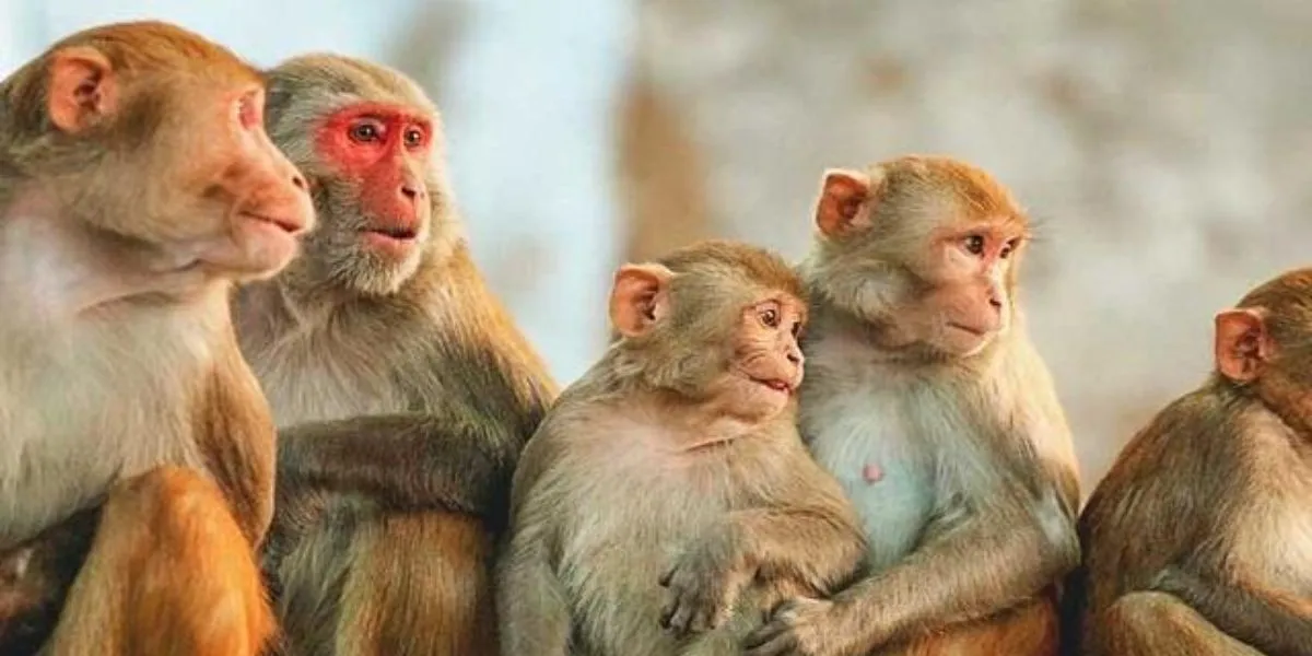 China News (Image- Social Media)