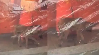 Bijnor Viral Dog Video (Photo: Social Media)