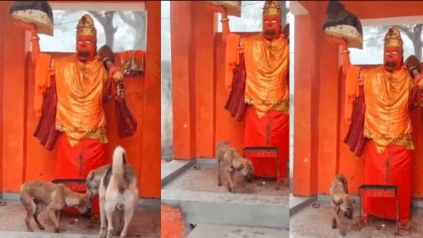 Bijnor Viral Dog Video