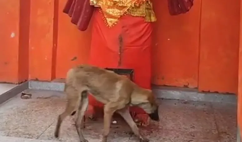 Bijnor Viral Dog Video
