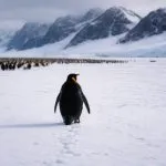 Nihilist Penguin Meme Viral Video