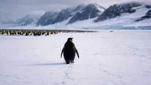 Nihilist Penguin Meme Viral Video