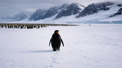 Nihilist Penguin Meme Viral Video