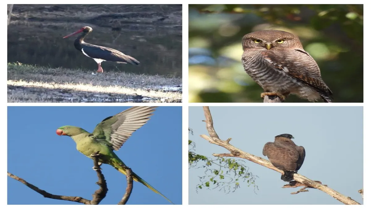 Bird Survey 2026