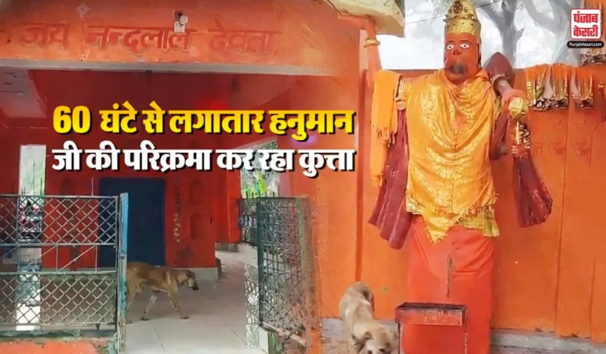 Bijnor Viral Dog Video