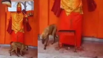 Bijnor Viral Dog Video