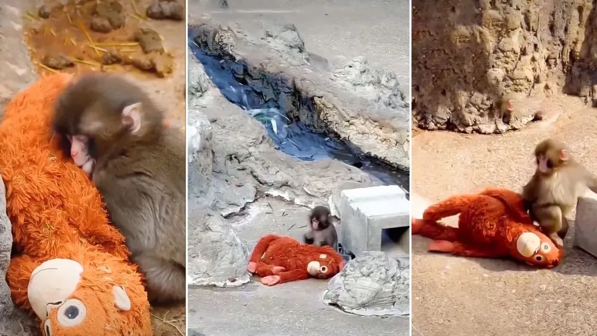 Social Media Viral Video