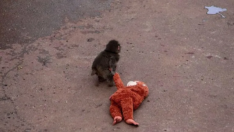 Baby Monkey Punch Viral Video