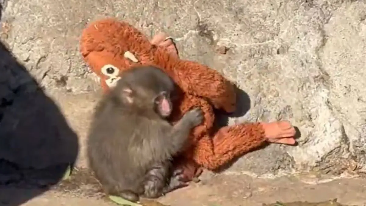 Baby Monkey Punch Viral Video