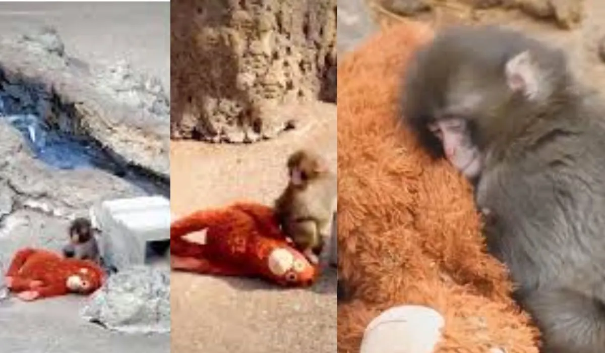 Little Monkey Viral Video