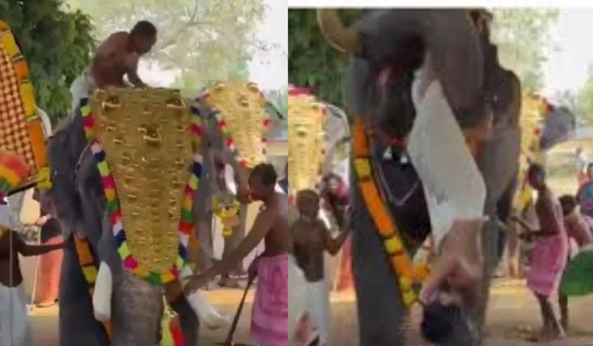 Elephant Attack in Thrissur Temple Festival
