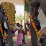 Elephant Attack in Thrissur Temple Festival