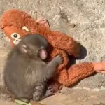 Baby Monkey Punch Viral Video