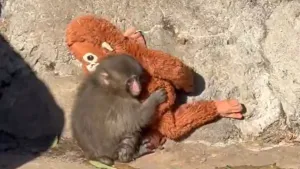 Baby Monkey Punch Viral Video