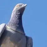 Rajasthan Viral Pigeon Video