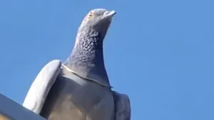 Rajasthan Viral Pigeon Video