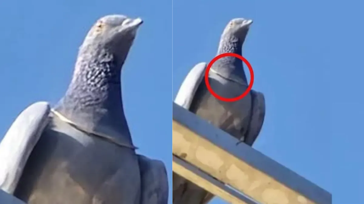 Rajasthan Viral Pigeon Video