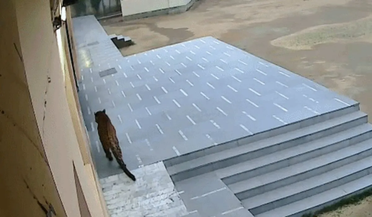 Leopard Spotted in Ghaziabad School(image: social media )